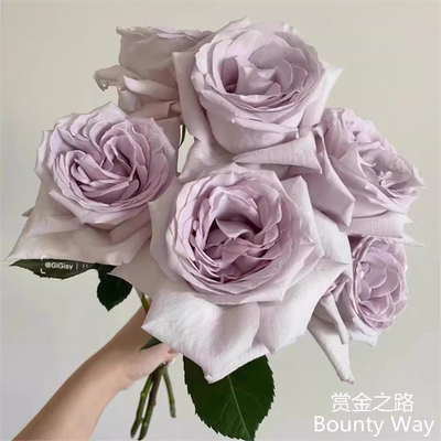 赏金之路/紫色布蒂中苗 超新品厄瓜多尔玫瑰大花切花月季多季开花