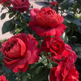 火热巧克力中苗月季盆栽阳台多季节卉耐热,鲜花速递/花卉仿真/绿植园艺,月季/蔷薇/玫瑰,淘宝优惠券,粉丝福利购,淘宝优惠卷