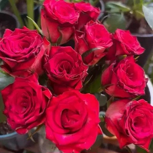 新品鸡尾酒会小苗/黑暗帝国红色高杯切花月季 花瓣厚实 花期长