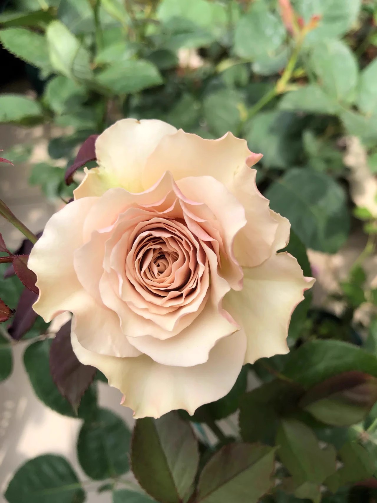 第九天使光之翼浓香玫瑰月季花苗抗病勤花河本系列阳台庭院盆栽花