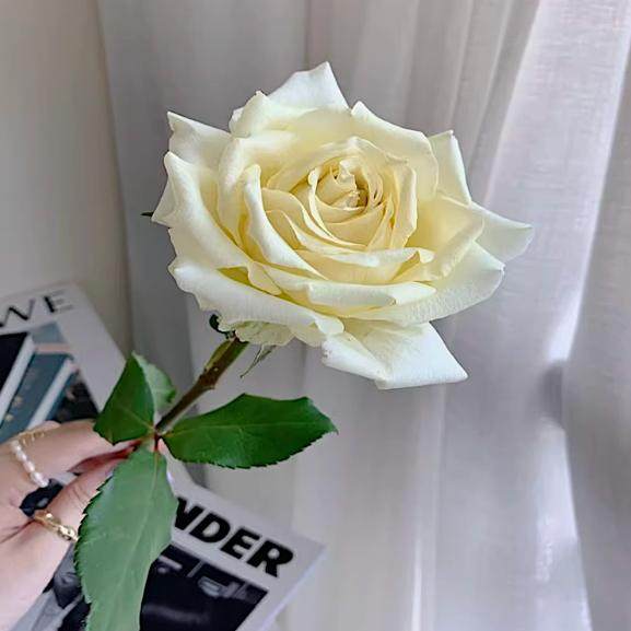 活力 阳台盆栽月季庭院地栽耐寒耐旱抗病勤花馥郁香气切花玫瑰,鲜花速递/花卉仿真/绿植园艺,月季/蔷薇/玫瑰,淘宝优惠券,粉丝福利购,淘宝优惠卷