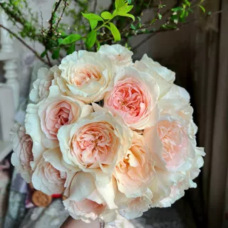 新品香腮雪小苗月季花苗灌木盆栽花卉抗病勤花四季阳台庭院