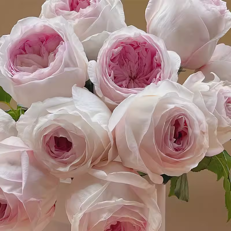 特别新娘月季小苗春色满园