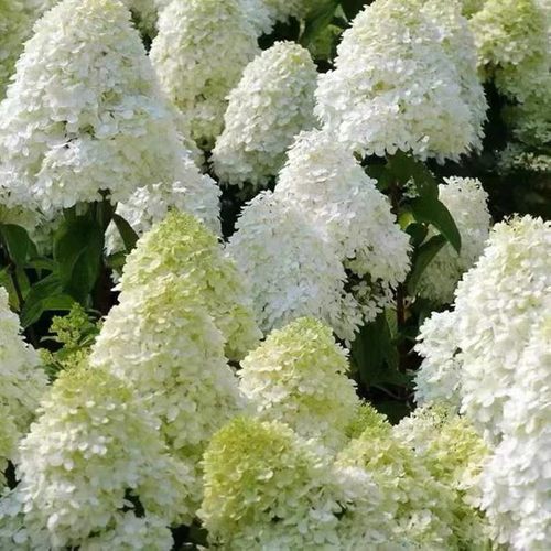 春色满园月季园扦插苗