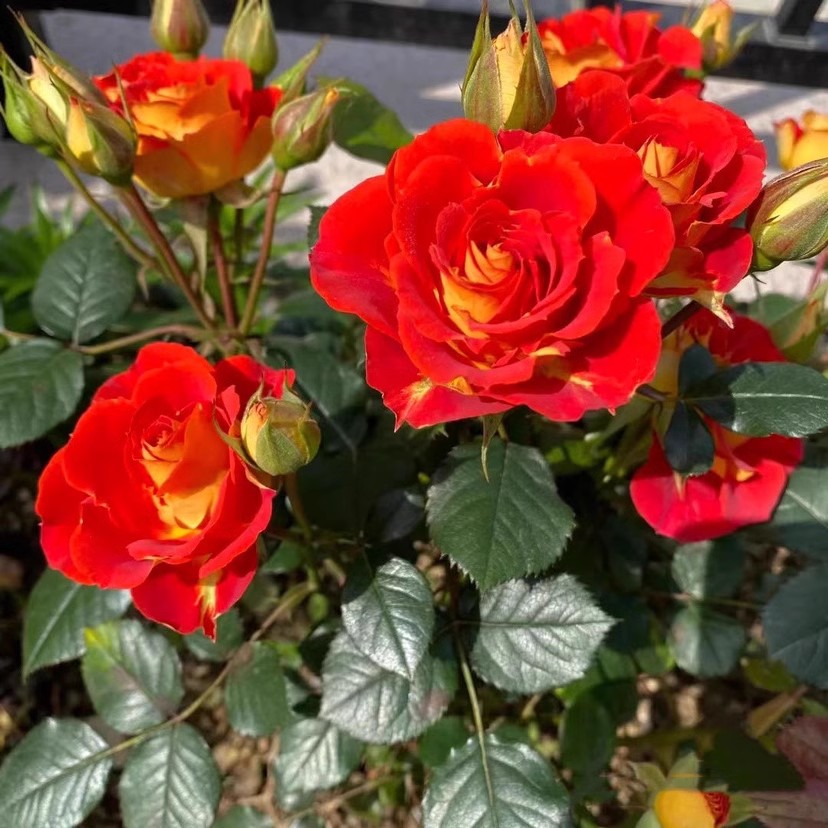 双鱼座小苗 微型月季花苗星座二乔阳台庭院丰花双色多季开花玫瑰,鲜花速递/花卉仿真/绿植园艺,月季/蔷薇/玫瑰,淘宝优惠券,粉丝福利购,淘宝优惠卷