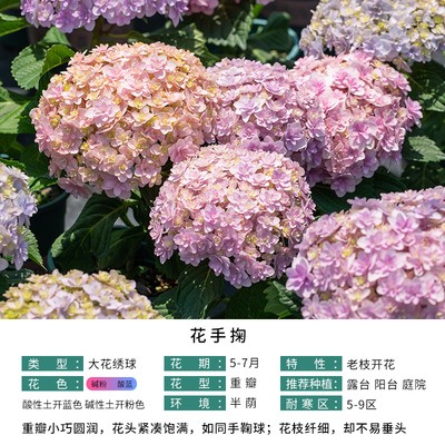 春色满园扦插绿植大花绣球