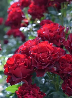 纪念芭芭拉小苗 ADR认证高新品抗抗病强月季阳台庭院盆栽花卉玫瑰