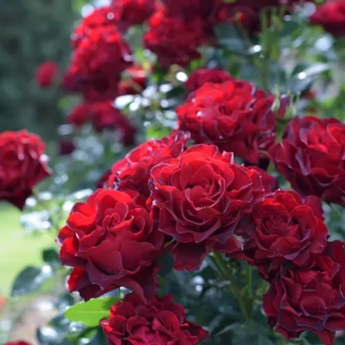 ADR认证纪念阳台玫瑰小苗芭芭拉