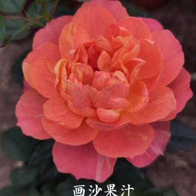 清棚特价画沙果汁中苗不售后