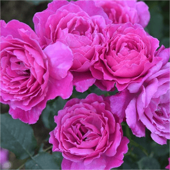 美观蓝宝石阳台月季玫瑰花伊芙