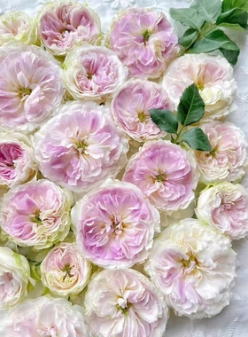 蓝月石 浓香 月季玫瑰 多季蓝紫色勤花灌木日系月季河本纯子