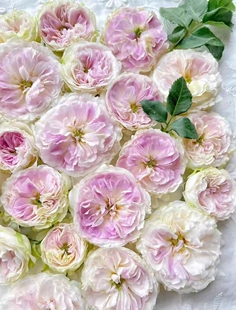 蓝月石 浓香 月季玫瑰 多季蓝紫色勤花灌木日系月季河本纯子