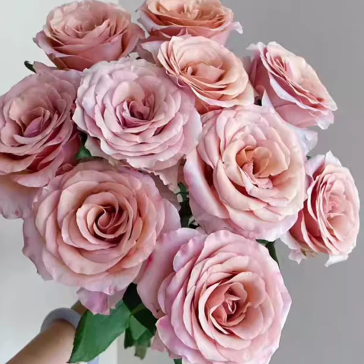 莫泊月季小苗春色满园月季园