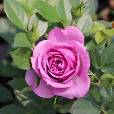 薰衣草门廊小苗欧洲微月月季扦插花苗阳台盆栽