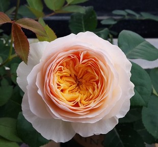 朱丽叶  奥斯汀月季 欧月花苗淡香直立  灌木 重瓣 盆栽地栽阳台