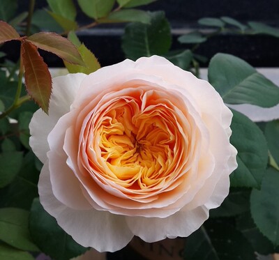 朱丽叶玫瑰月季花奥斯丁