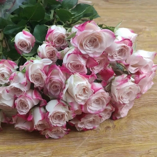 折射泡泡中苗多头栽好阳台楼顶绿植月季花苗