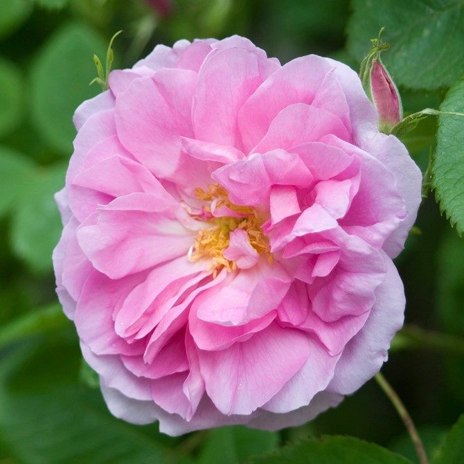 大马士革中苗 带盆食用玫瑰花苗 提炼精油 不爱开花 灌木庭院浓香,鲜花速递/花卉仿真/绿植园艺,月季/蔷薇/玫瑰,淘宝优惠券,粉丝福利购,淘宝优惠卷