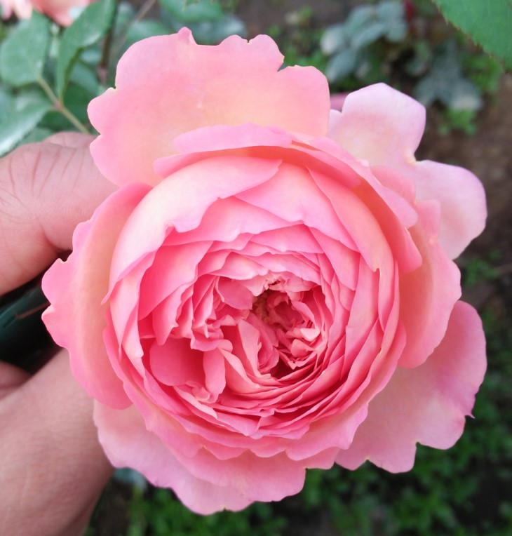 春色满园大花浓香灌木