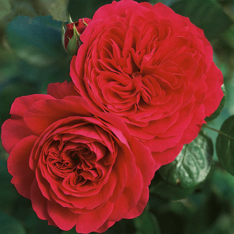 红色达芬奇扦插中苗庭院绿植盆栽