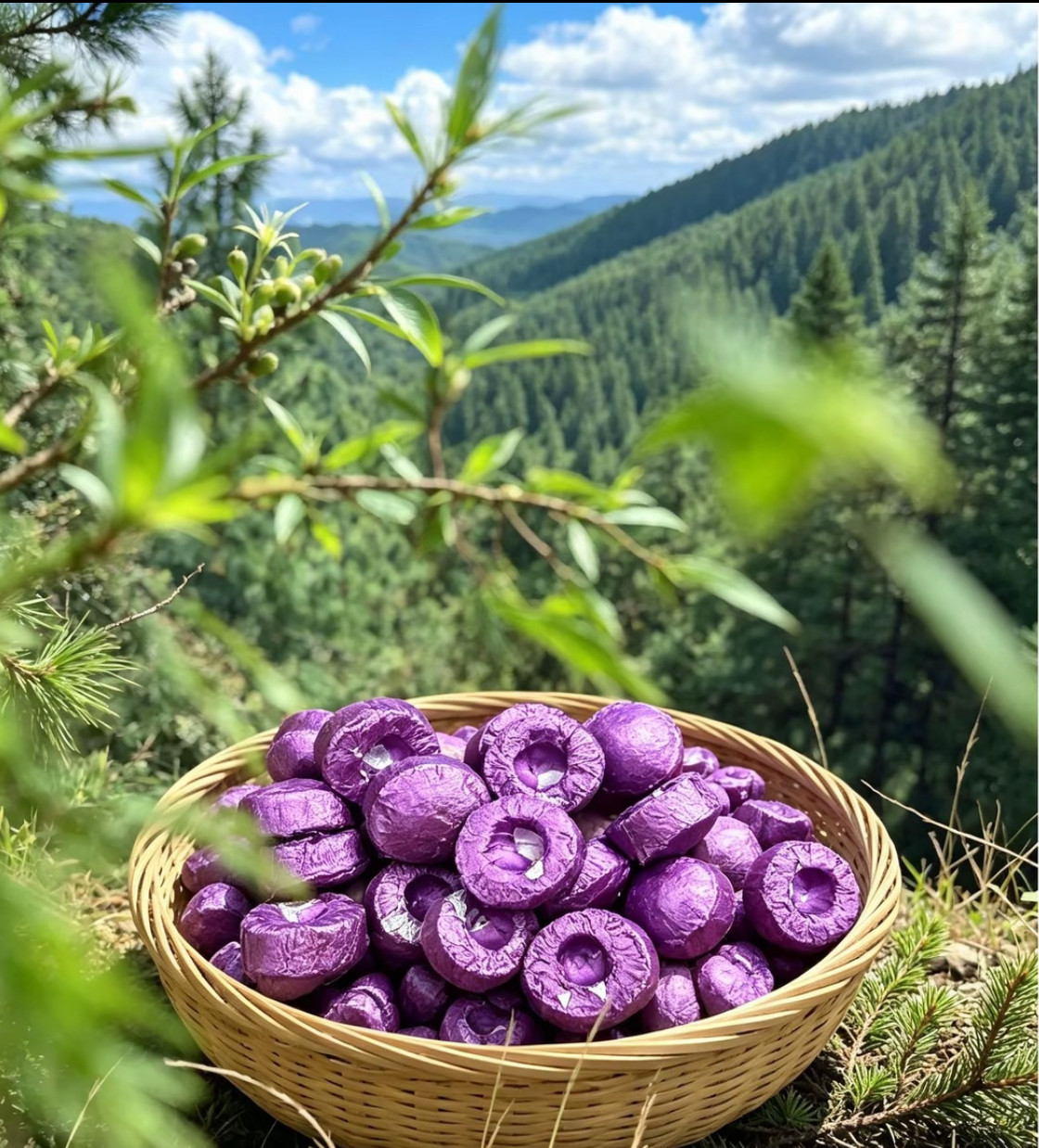 山隅清逸 林间原生 古寨传承 地道好货 中缅边境阿松现收山货