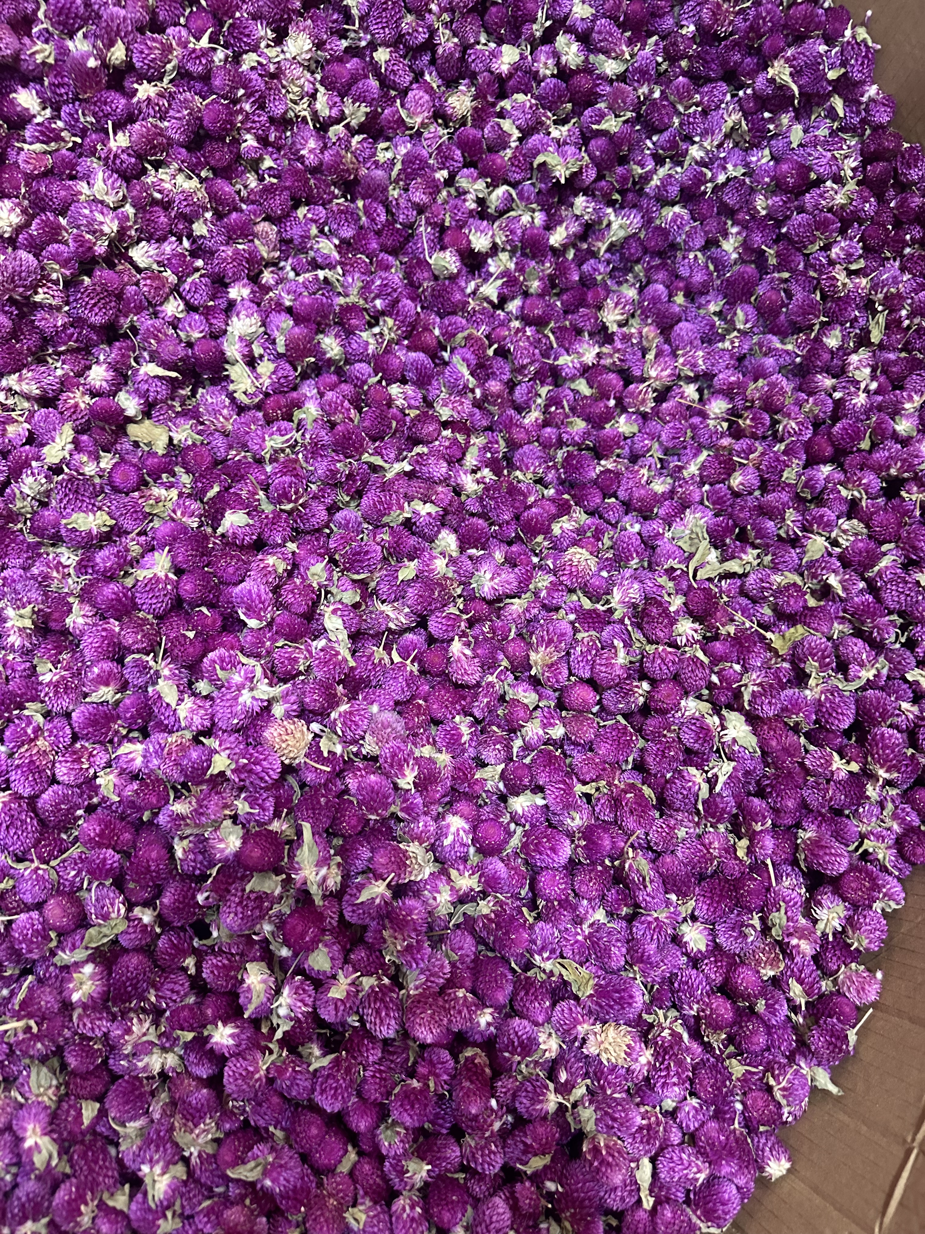 永生花 甄选高山好货千岁花正品新货无硫花茶泡水阿松现收