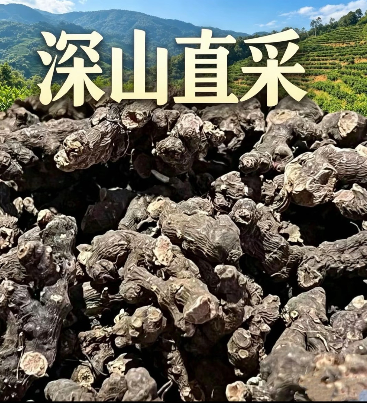 化血七 化血丹现收高山山货野生正品 精选中越缅边境阿松现收山货