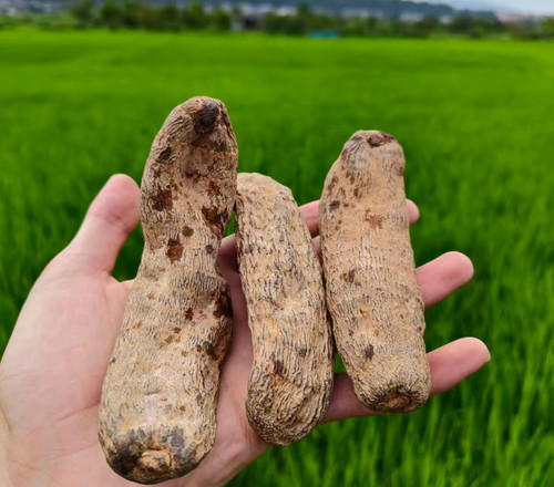 黑天麻 精选特级天麻正品中缅边境阿松现收云南山货滋补养生