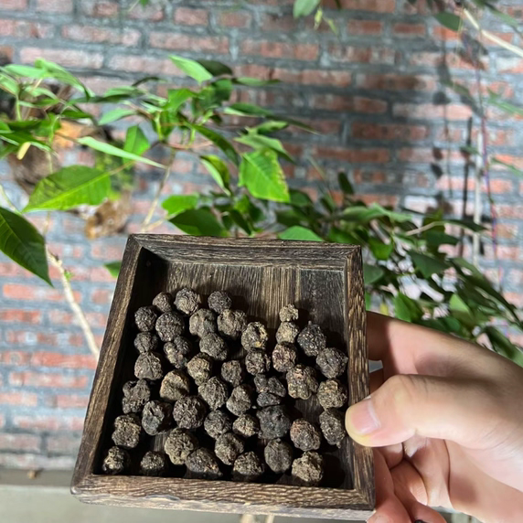 土沉香果"250g-500g"煮水精品包邮发货中缅边境云南现收土特产