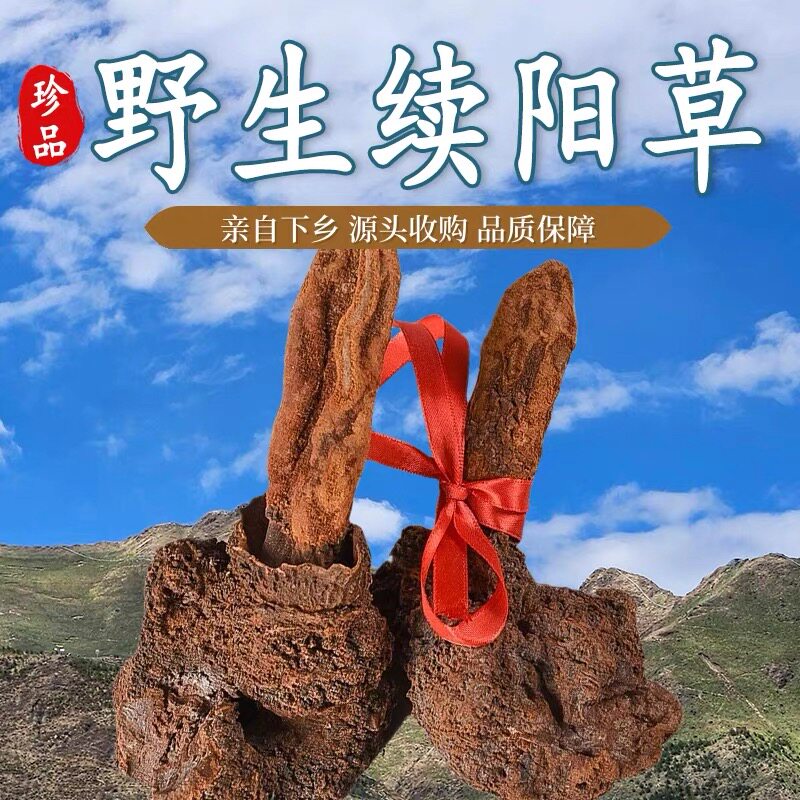 续阳草不老草泡酒精品精挑搭配枸杞中缅边境云南阿松现收云南山货