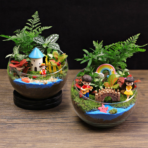 15cm切口苔藓微景观diy材料摆件