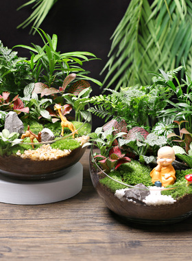 20c苔藓diy微景观生态瓶绿植物种植材料包切组合套装暖场活动大号