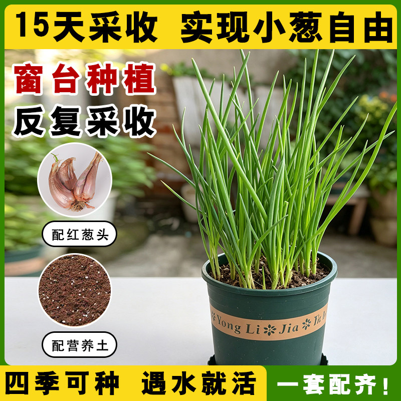 种植小葱盆栽厨房香草植物生长观察红葱头带根阳台室内种植葱种苗