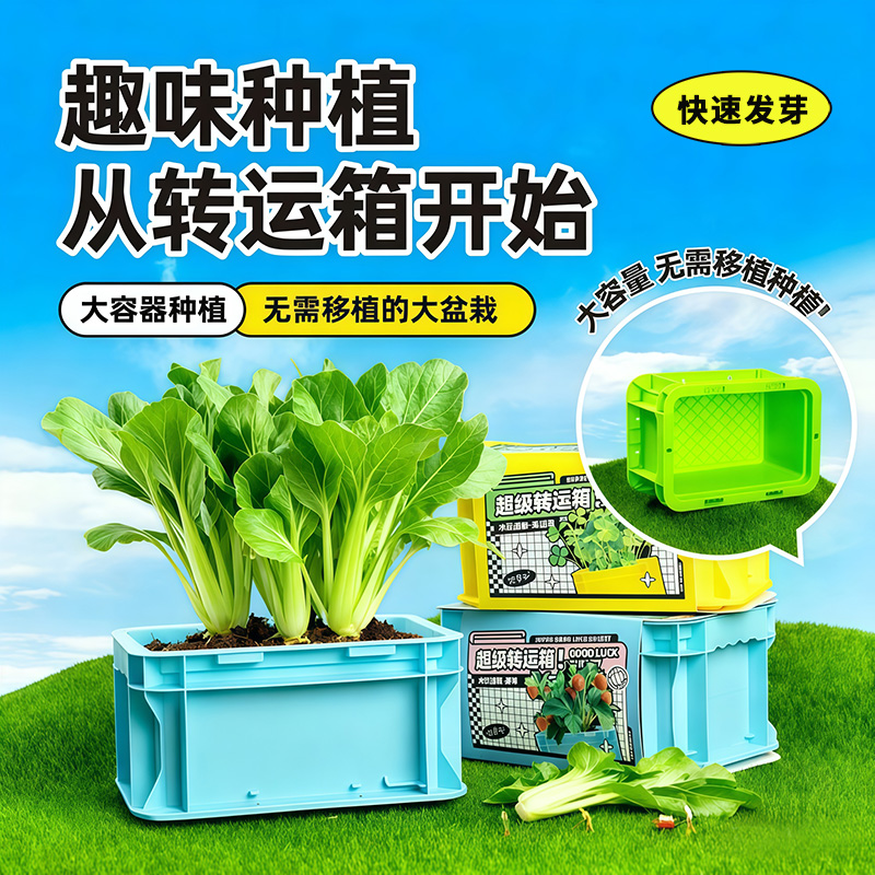 儿童种植小盆栽蔬菜种子盆栽