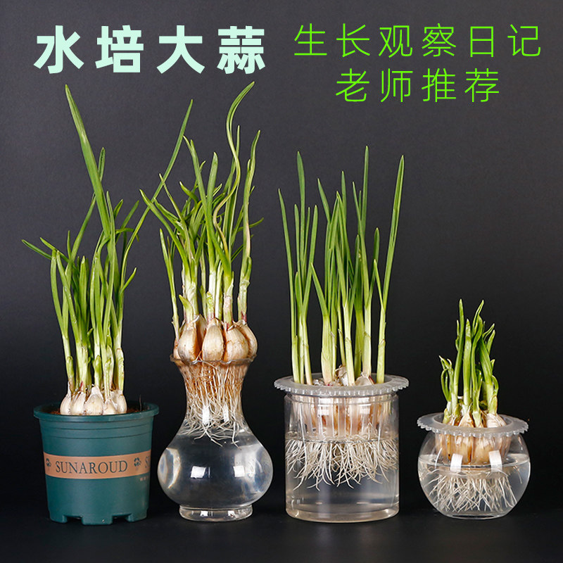 大蒜种植水培室内水养蔬菜盆栽蒜苗发芽植物根系观察学生日记作业