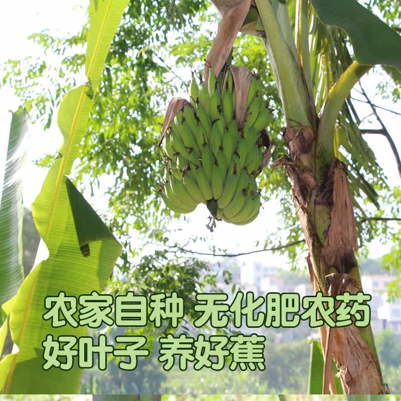 甄选广西特产野生芭蕉叶新鲜现摘5斤包邮香蕉叶粽子糍粑菜肴摆盘|msdalam kategori daging perikanan/Buah-buahan segar dan sayur-sayuran/dimasak, buah-buahan segar, pisang - dari Buy2taobao.com untuk memberikan perkhidmatan ejen Taobao profesional membeli