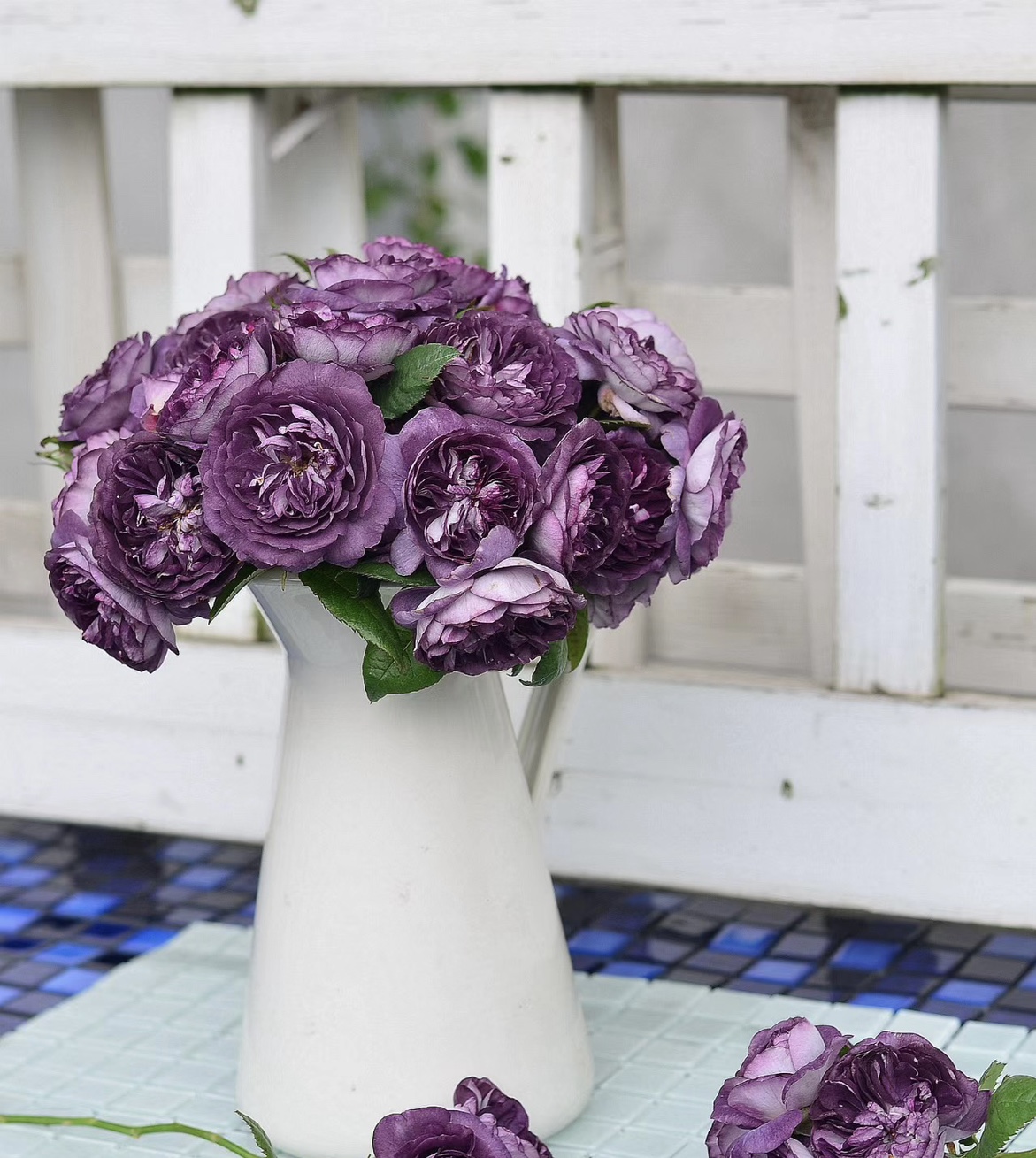 河本品种圣十字军月季小苗庭院阳台绿植盆栽灌木浓香黑紫色