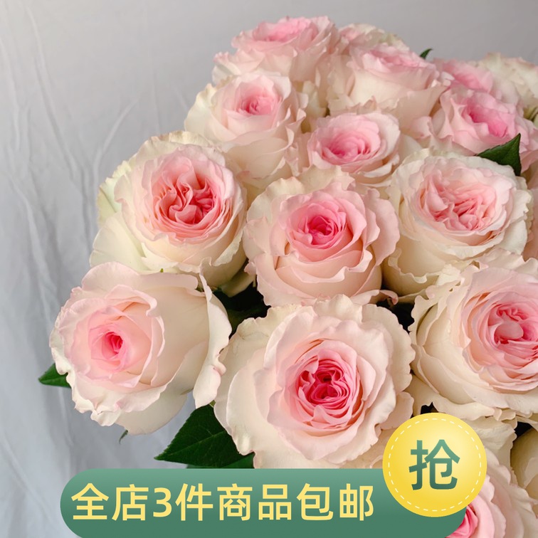 肯尼亚迷尔花城新品玫瑰花狄安娜洛神月季直立丰花粉嫩的少女心