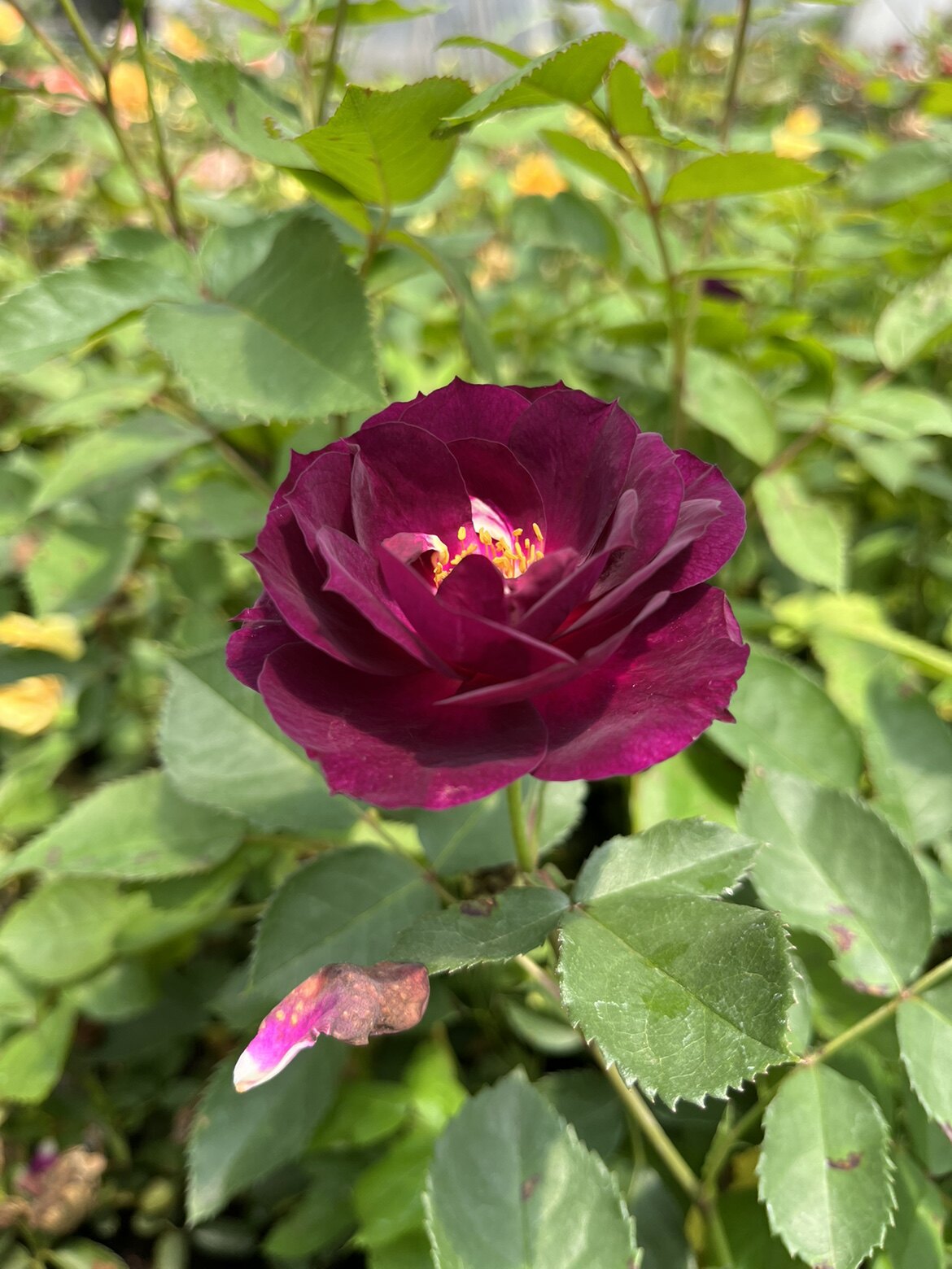 新品午夜深蓝月季盆栽花卉浓香丰花阳台绿植绿植四季抗病