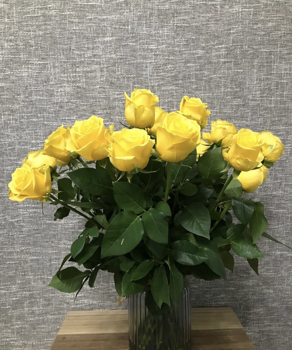 金枝玉叶一加仑无刺扦插月季中苗 带盆发货包邮