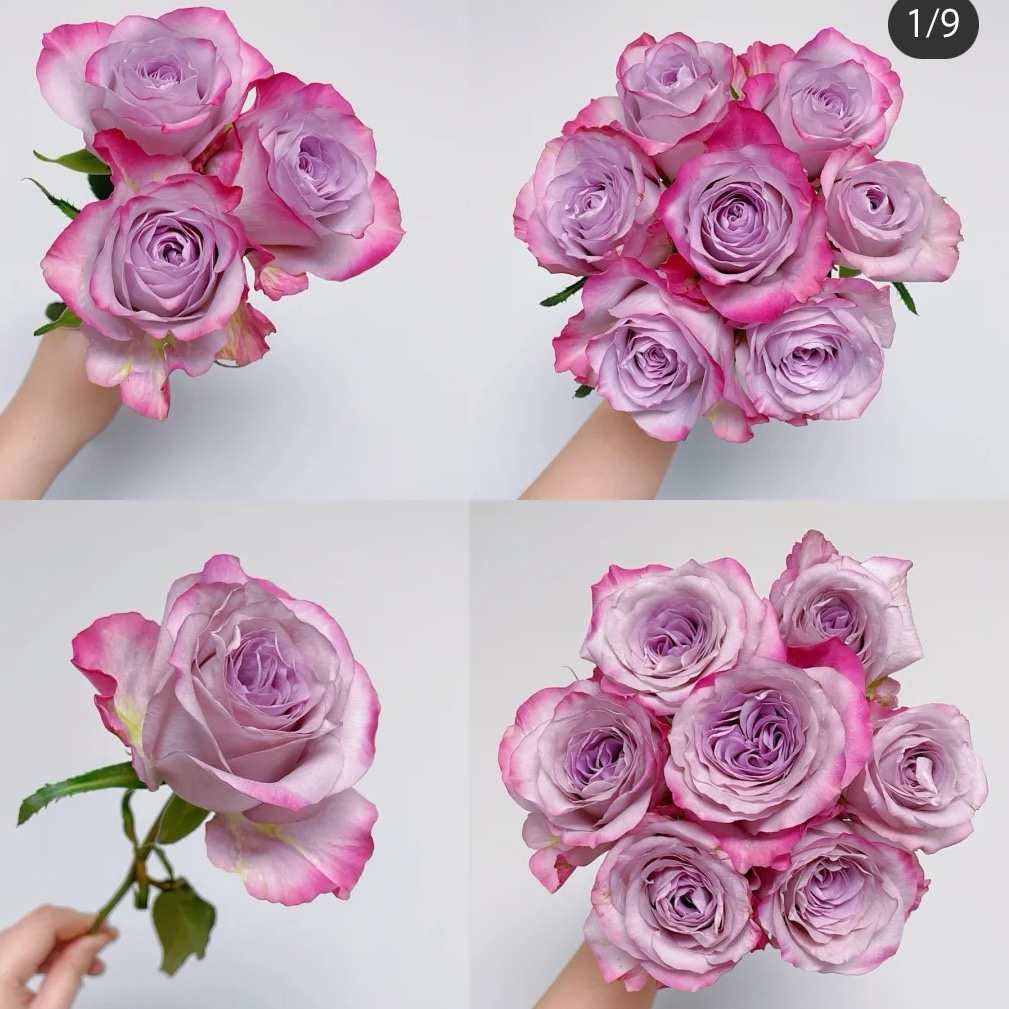 气场 超新品切花玫瑰复古灰紫调月季花苗小苗