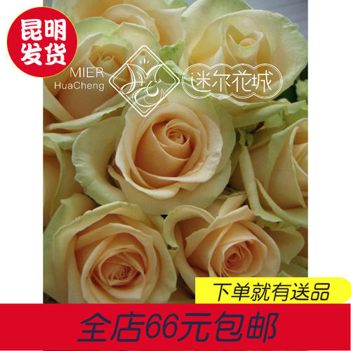 新香槟玫瑰质量怎么样 新香槟玫瑰口碑怎么样 小麦优选