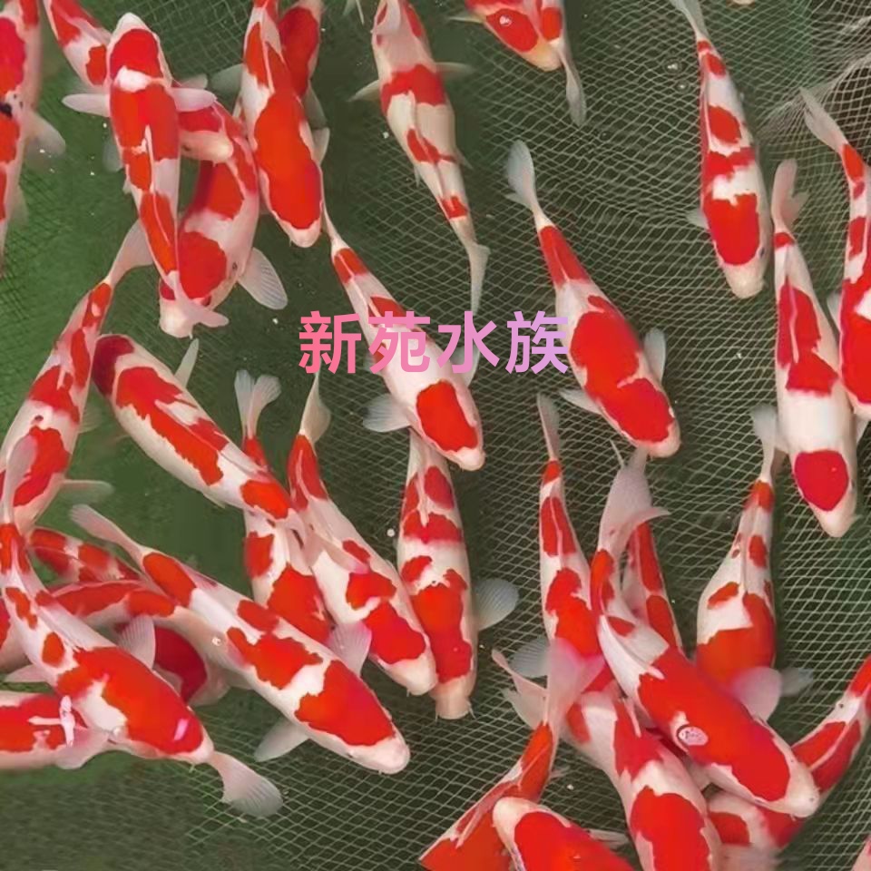 2025年纯种红白锦鲤未挑选高端淡水冷水鱼苗水花苗好养广东热销