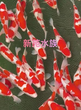 2026年纯种红白锦鲤未挑选高端淡水冷水鱼苗水花苗好养广东热销