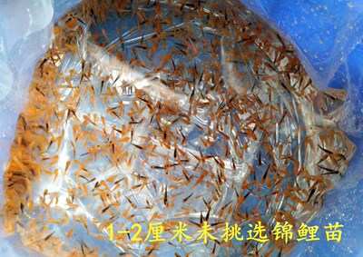日系纯种锦鲤水花多品种未挑选