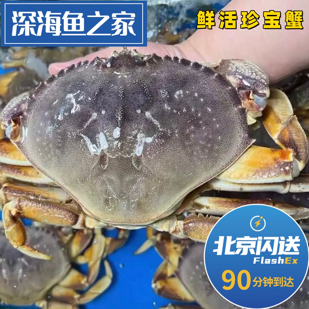北京闪送2-3斤/只 鲜活珍宝蟹 太子蟹 面包蟹 螃蟹 海鲜水产
