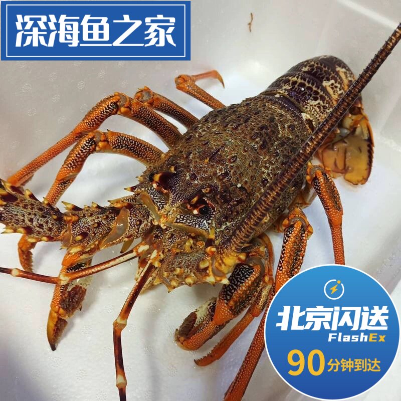 北京 上海 广州 深圳可闪送2-8斤 鲜活澳洲大龙虾 纽龙新西兰澳龙