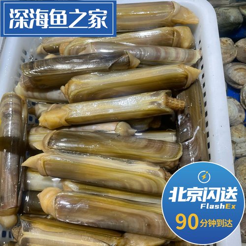 北京闪送 6-10只/斤 鲜活无沙蛏子王 海鲜水产特大竹蛏王双头蛏