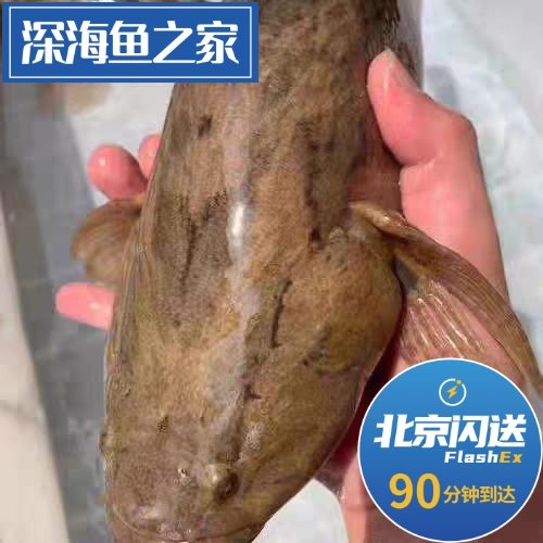 北京闪送鲜活淡水鱼黄笋壳鱼 鲜活发货 1.5-1.6斤一条,水产肉类/新鲜蔬果/熟食,淡水鱼类,淘宝优惠券,粉丝福利购,淘宝优惠卷