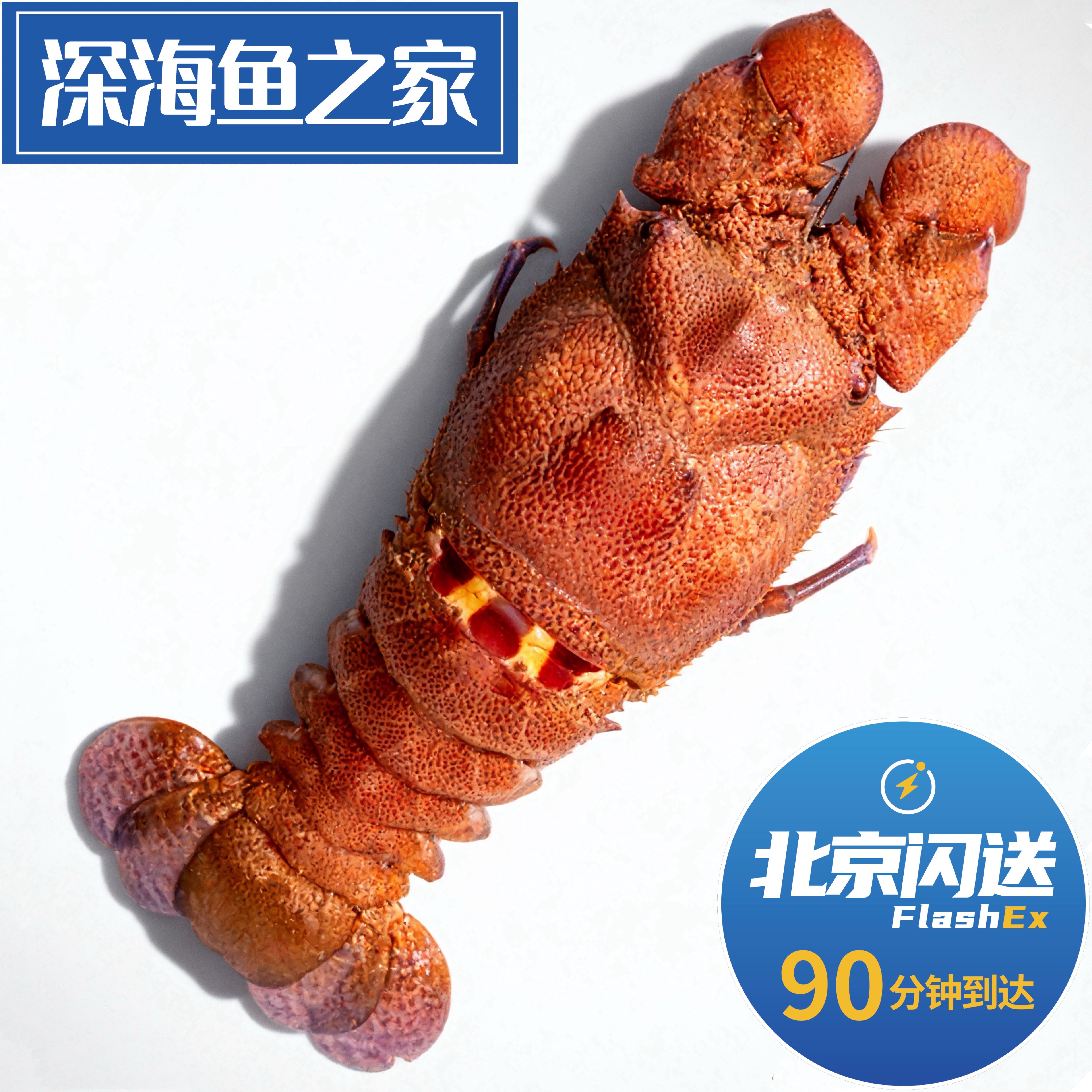 北京闪送 1-2斤活鲜犀牛虾 雀尾螳螂虾 进口海鲜水产